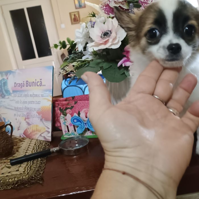 Fetiță Chihuahua 3 Luni