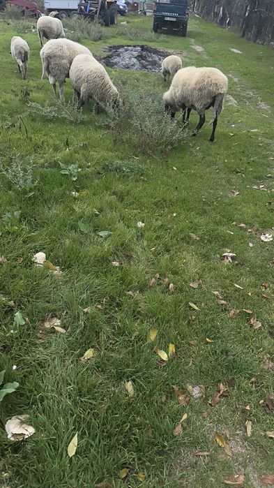 Vând capre. De rasă