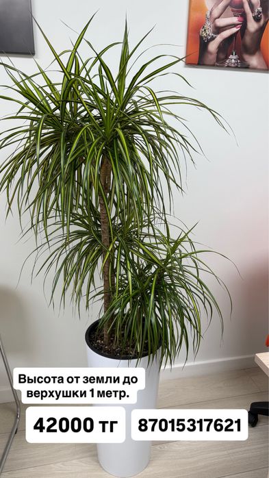 Цветы офисные с горшками