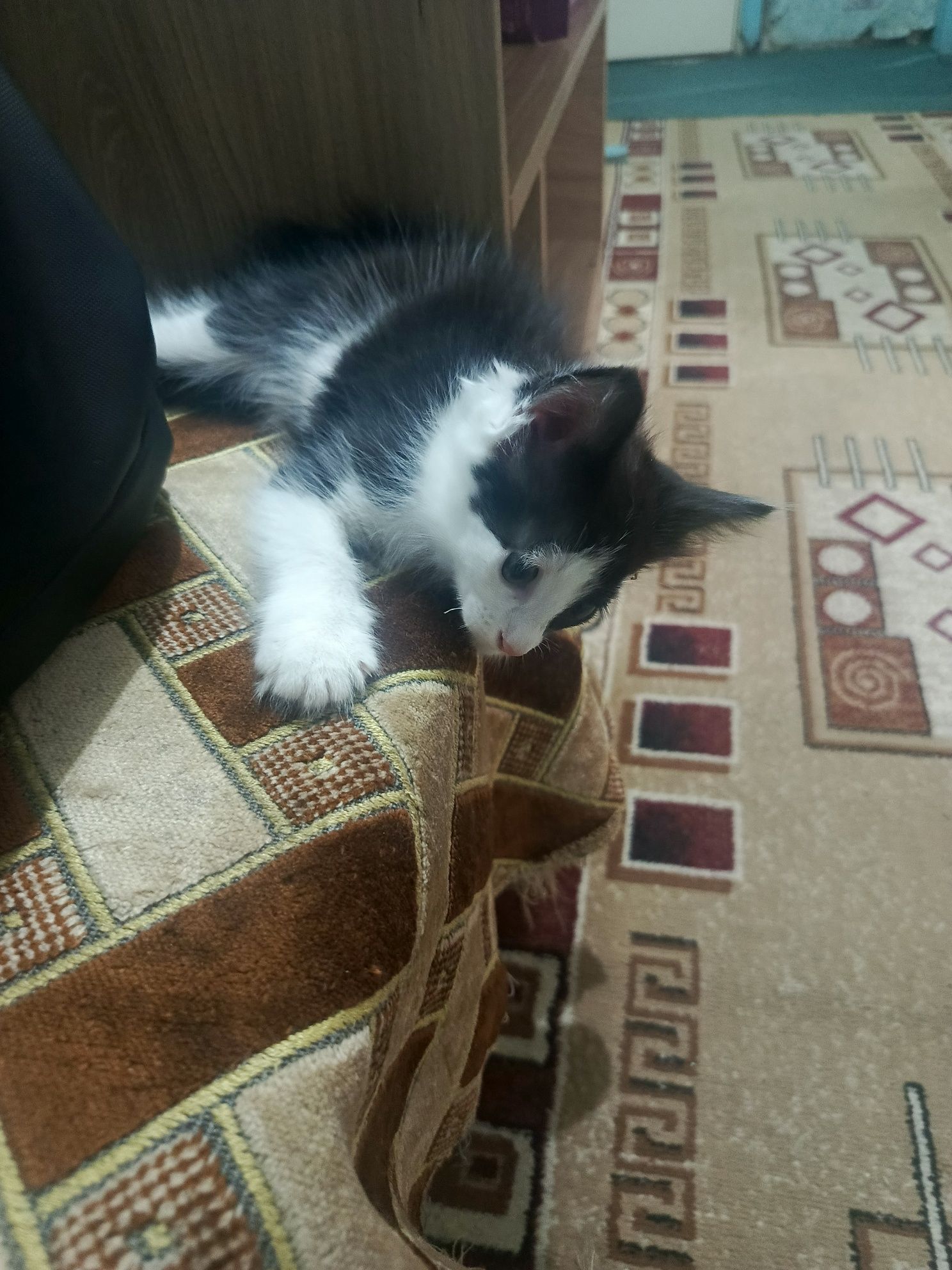 Котята в хорошие руки