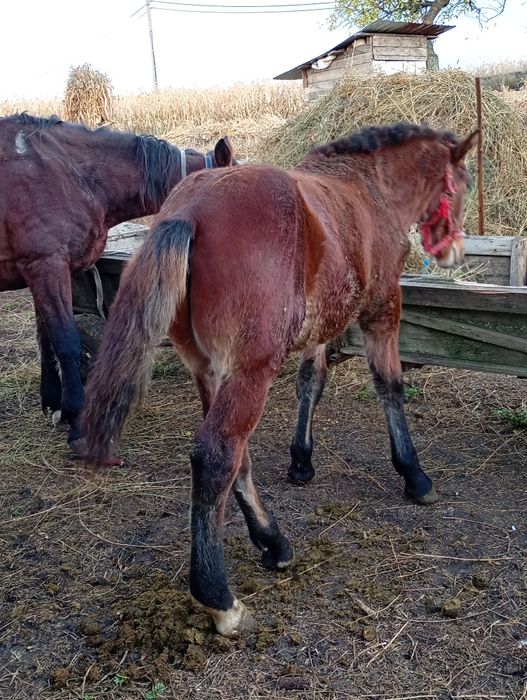 Vînd sau Schimb cu vitea înțărcată