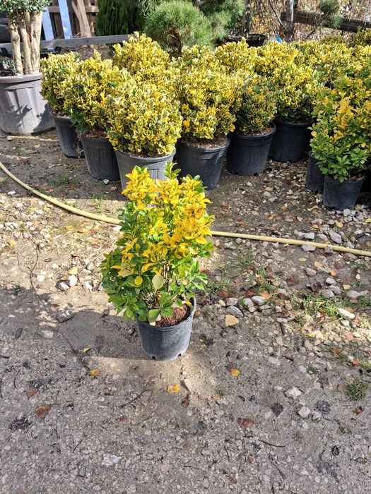 Vând brazi plante ornametale