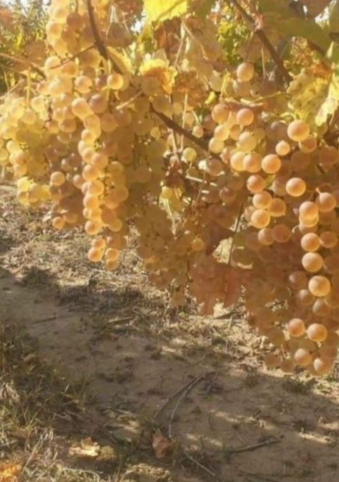 Vând struguri de vin producție 2025 avem toate soiurile posibile