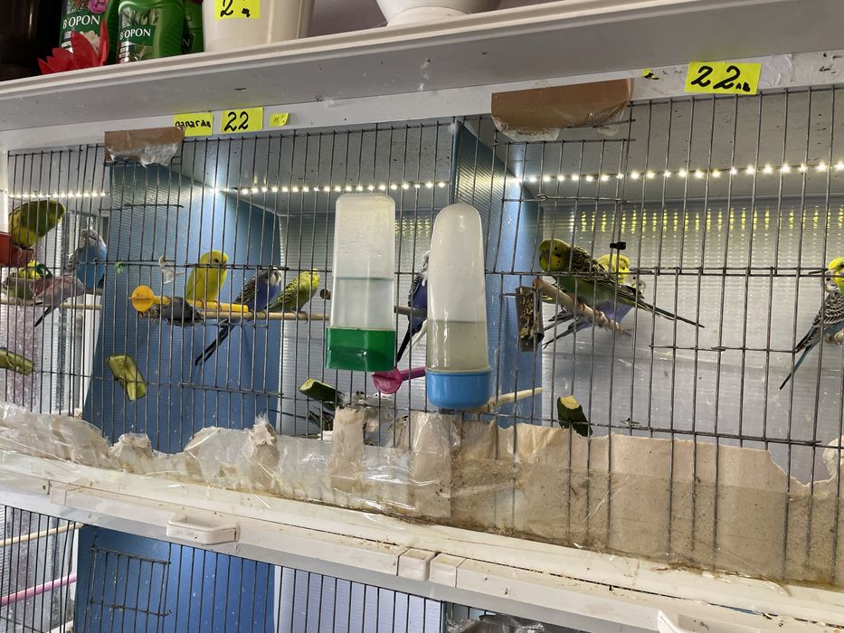 Вълнисти папагали