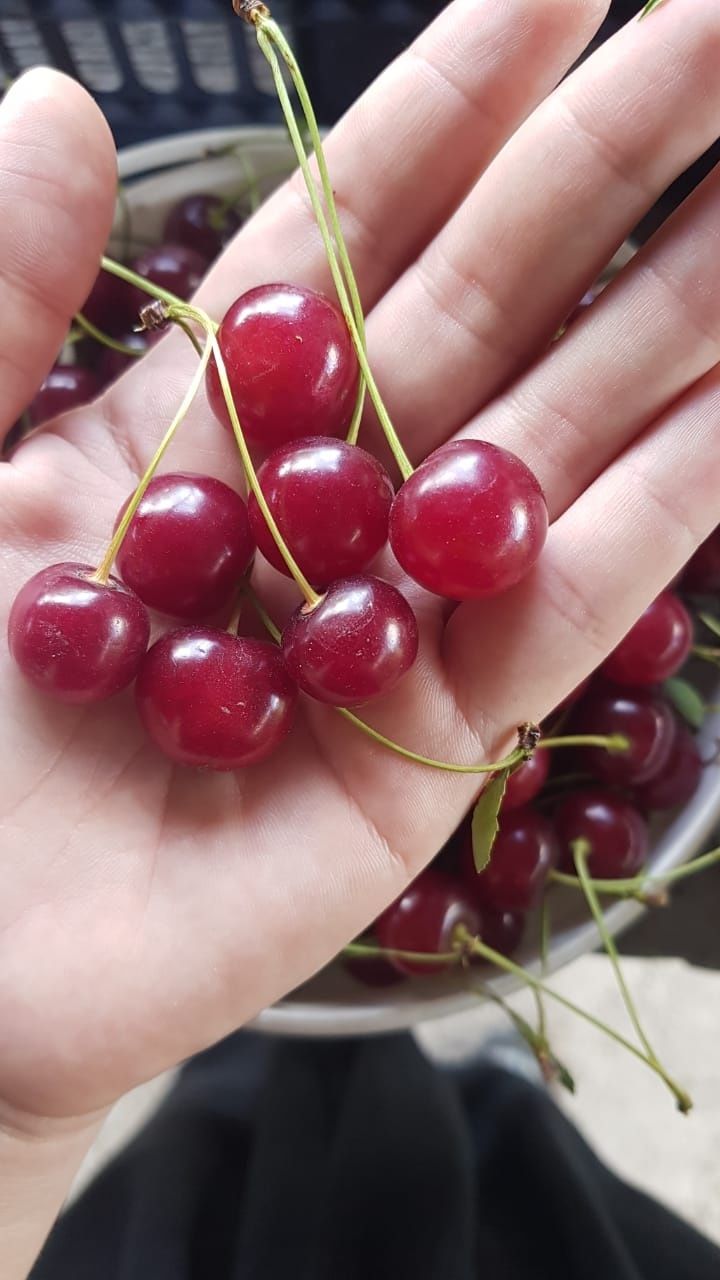 Продам домашнюю вишню