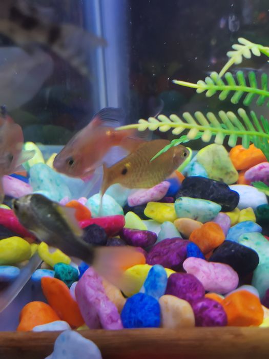 Барбус огненный.