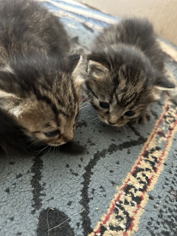 Котята ищут дом!