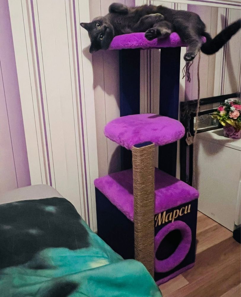 Катерушка за котка
