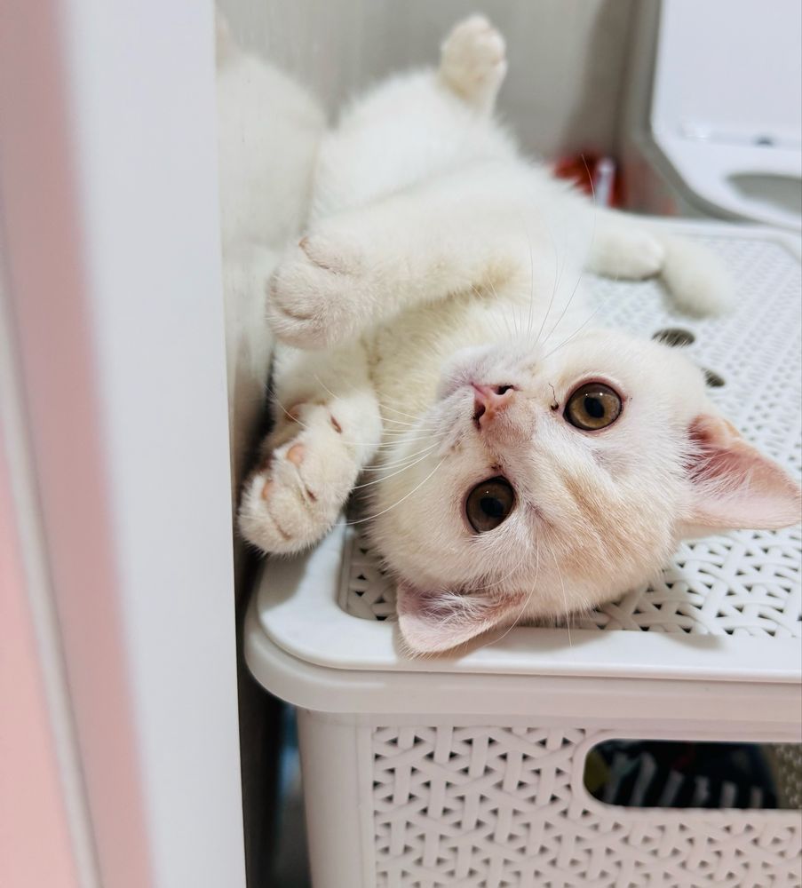 Продается котенок шиншилла