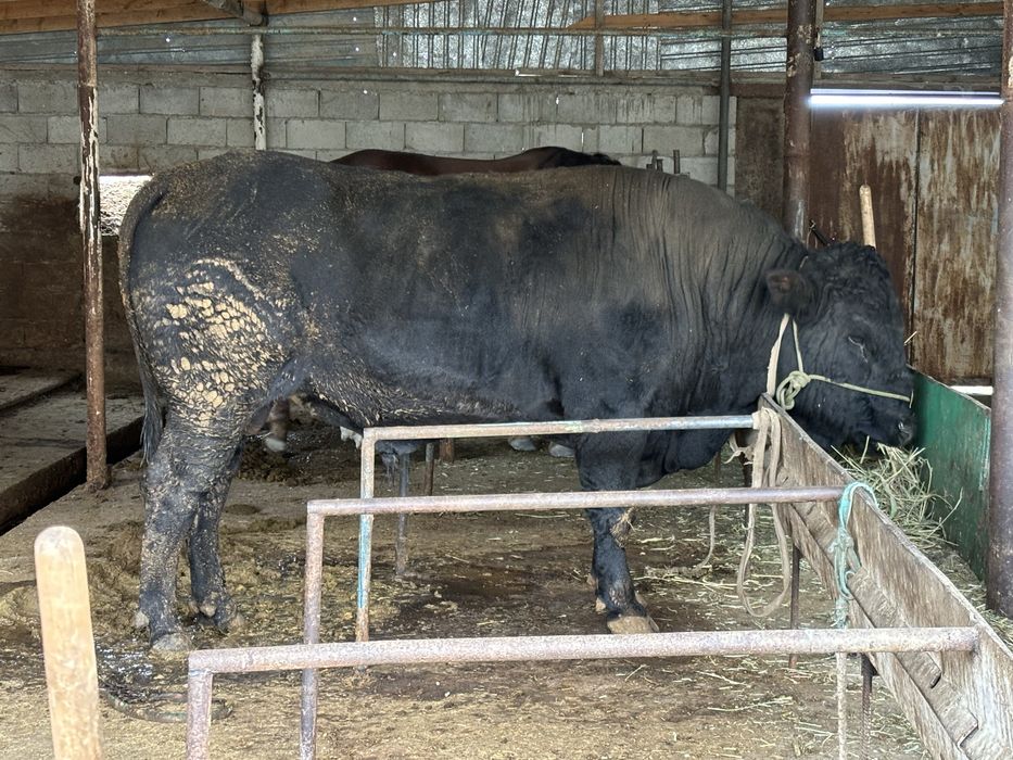 Ангус бұқа сатылады