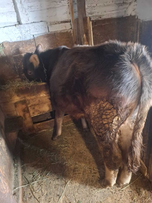 Vand Tauras in varsta de 9 luni