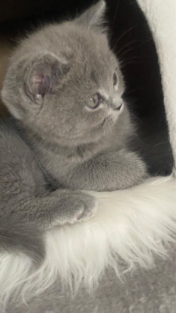 British Shorthair baietel