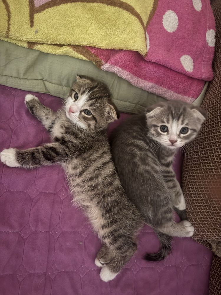 Продаются вислоухие котята