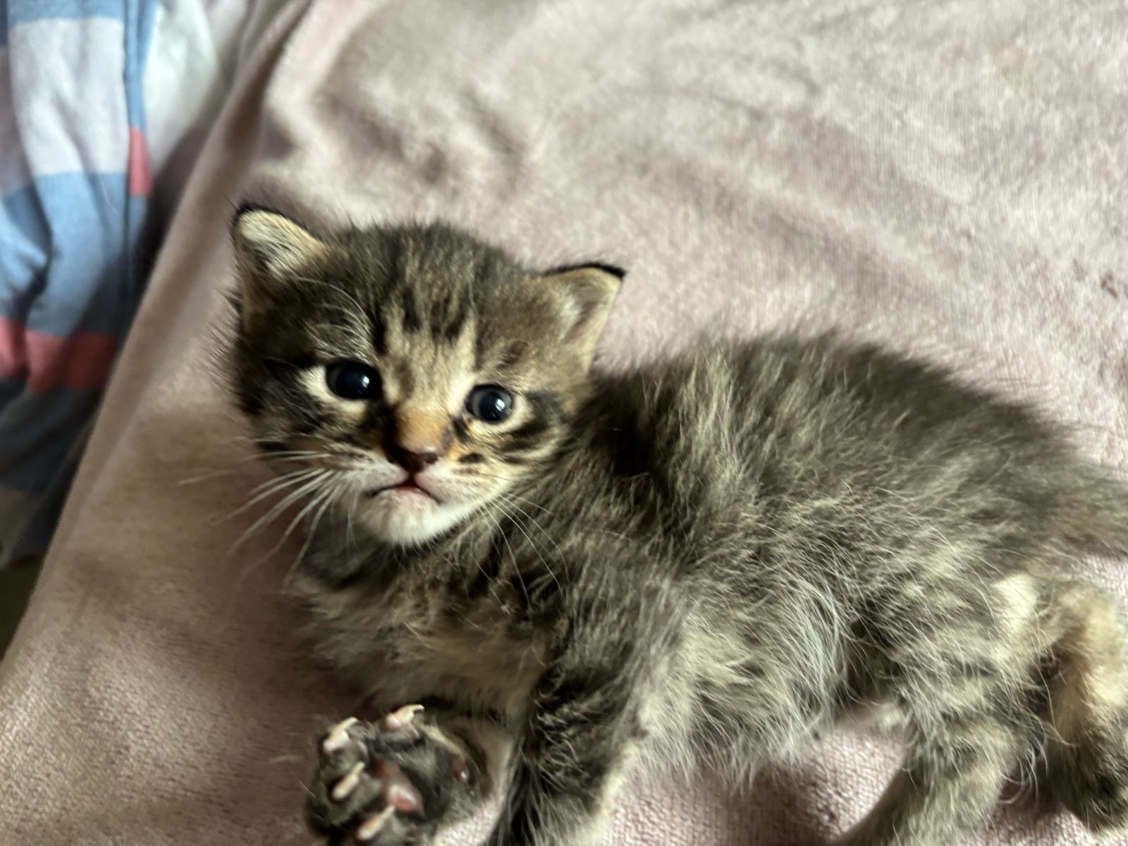 Котята ищут дом, отдадим в добрые руки