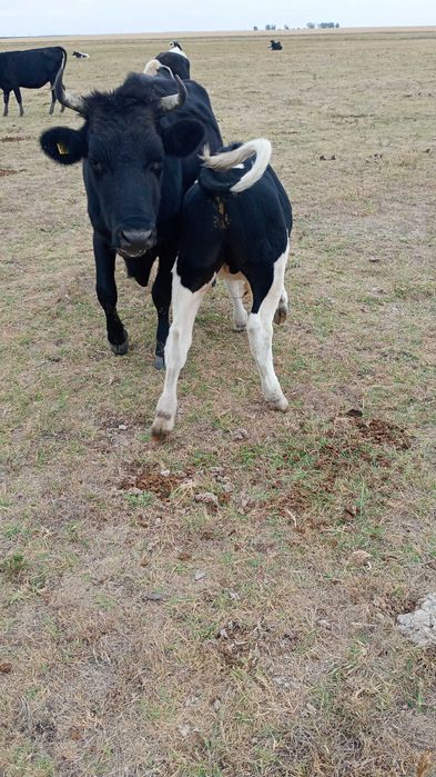 Tăurași în viu sau in carcasă