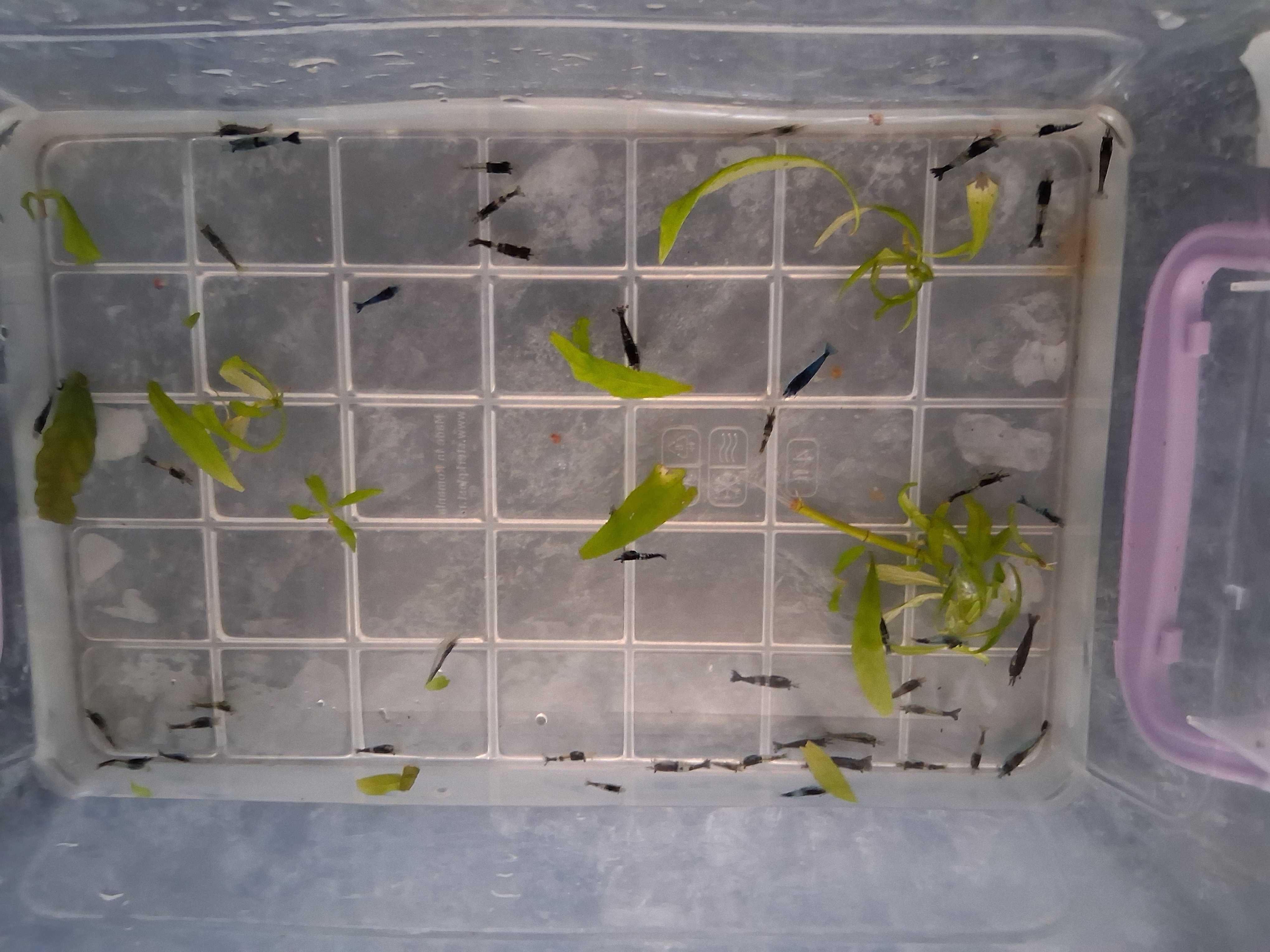 Creveti de acvariu blue cherry