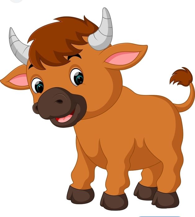 Продам тушу бычка (говядина, домашняя, без посредников