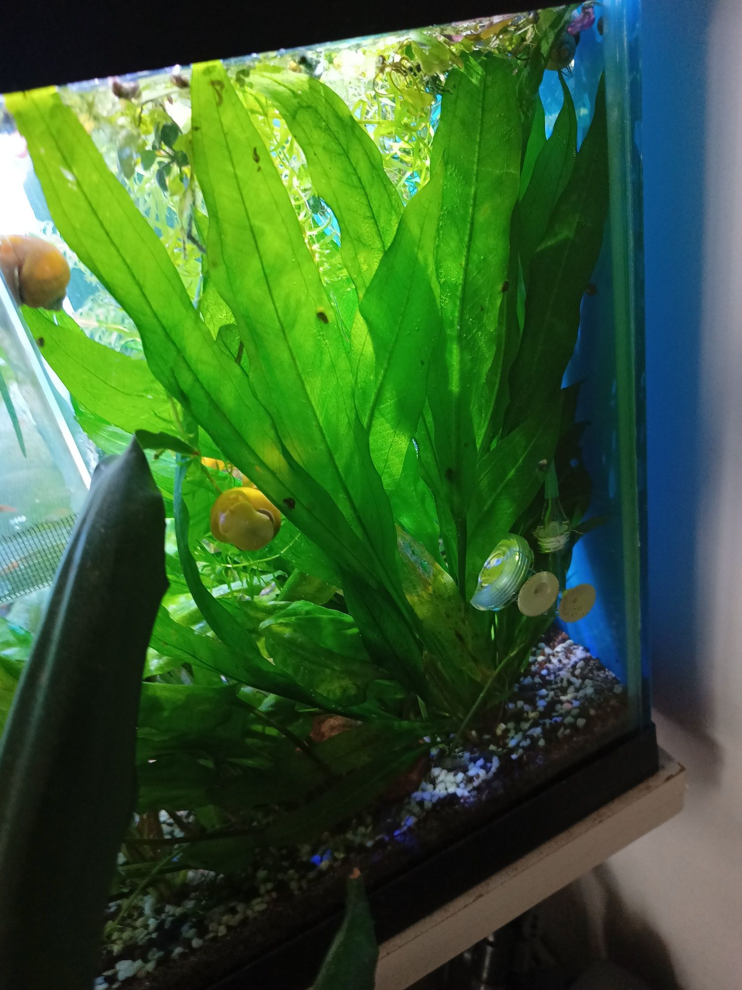 Plata acvariu 50cm