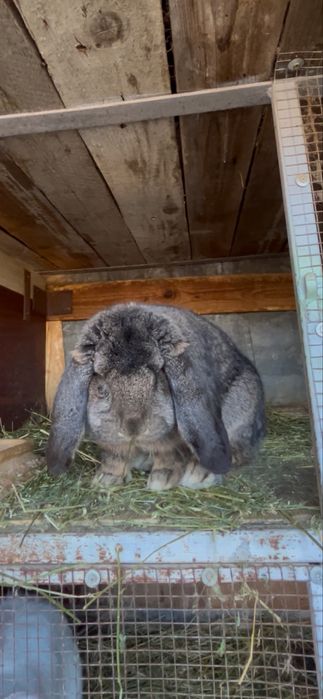 Iepuroi berbec german