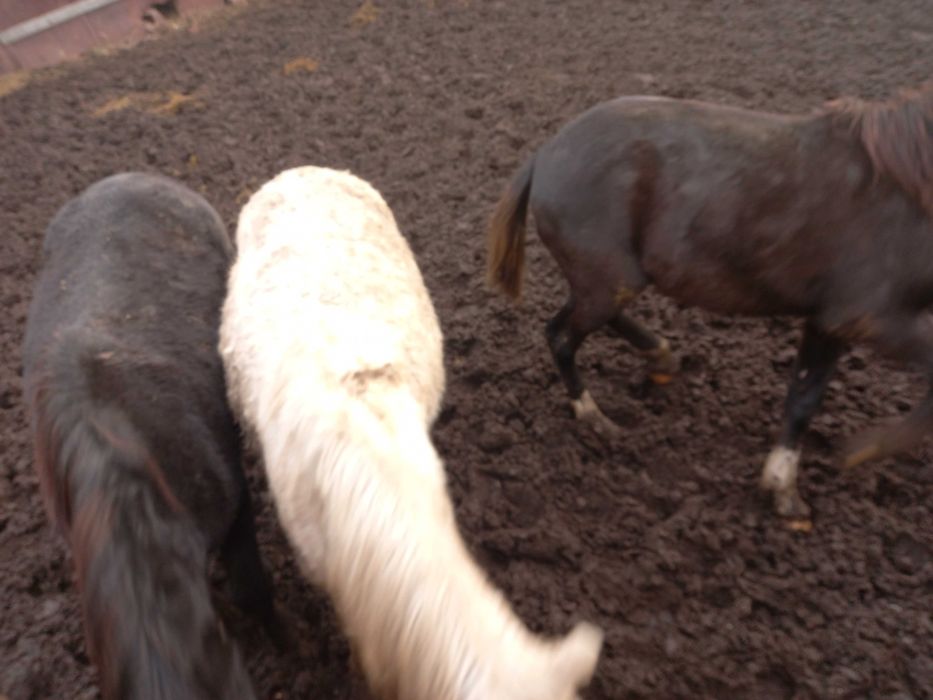 Лошади с откорма