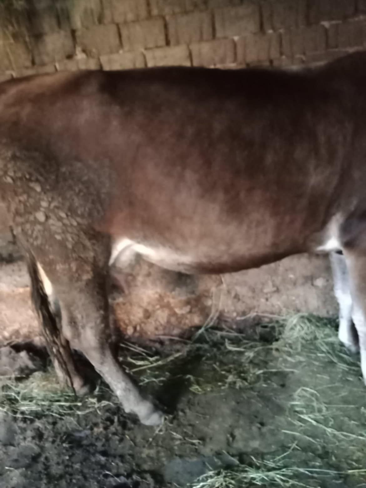 Vând vaca pentru ținut sau taiere