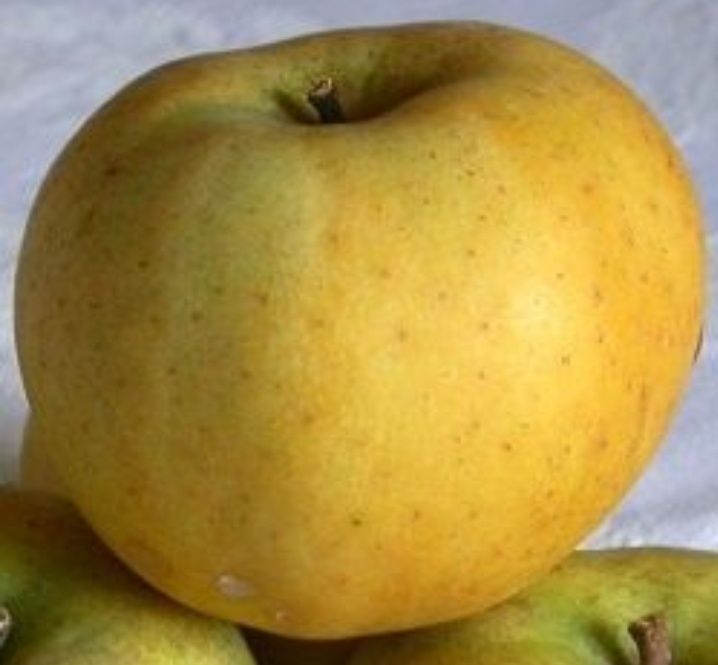 Măr (Pătul Pionic )