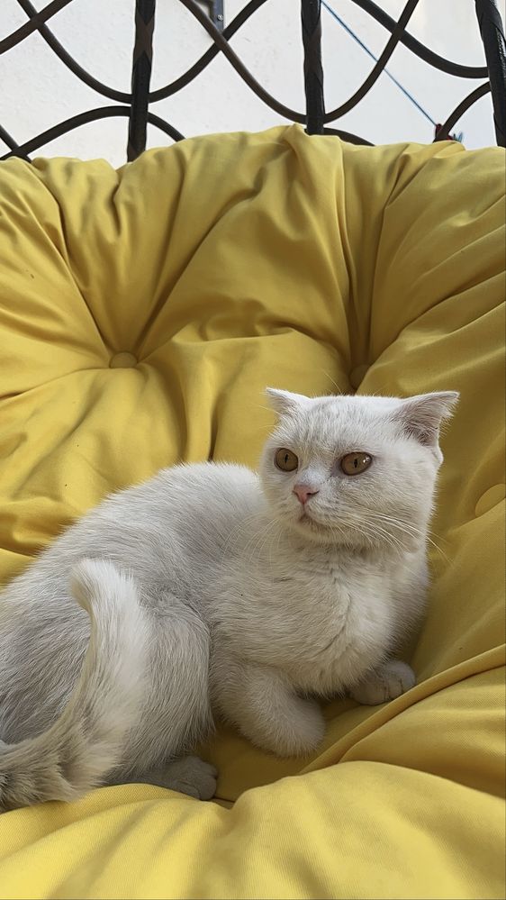 Продажа котят. Scottish fold.