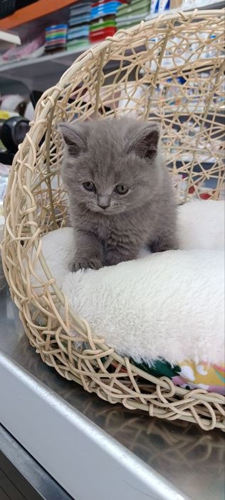 Котенок скотиш страйт