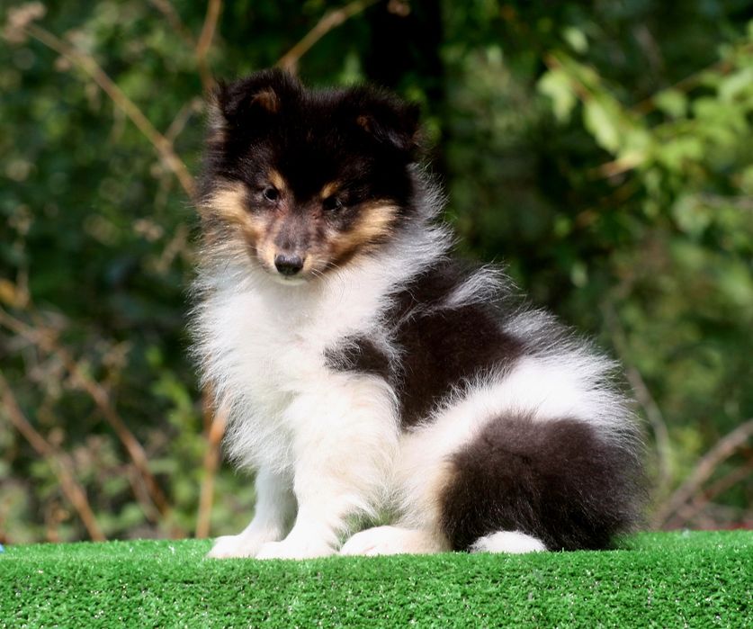Sheltie - Shetland Sheepdog