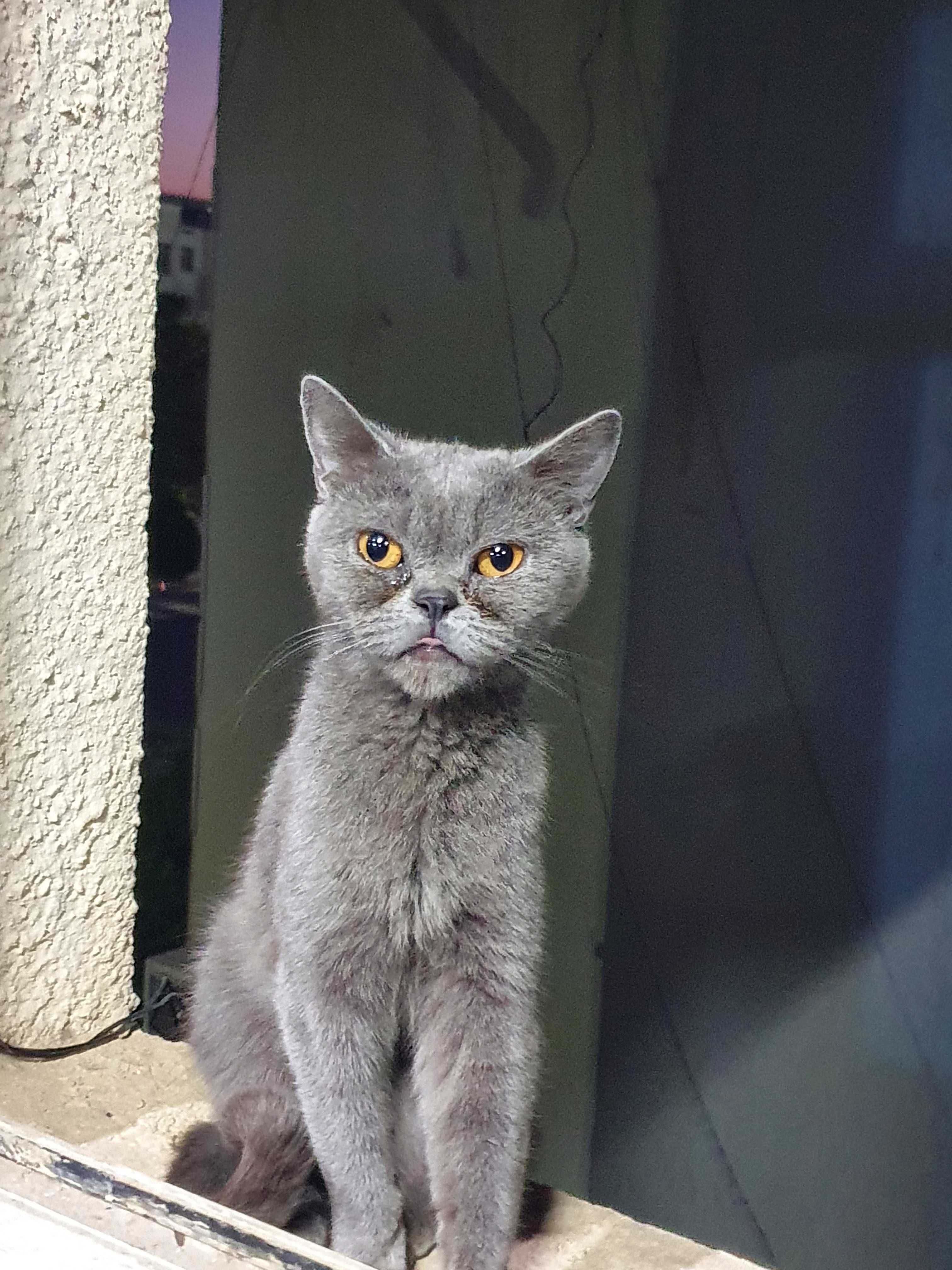 British shorthair qiz mushuk sotiladi.Toza paroda haqiqiy klassik rang