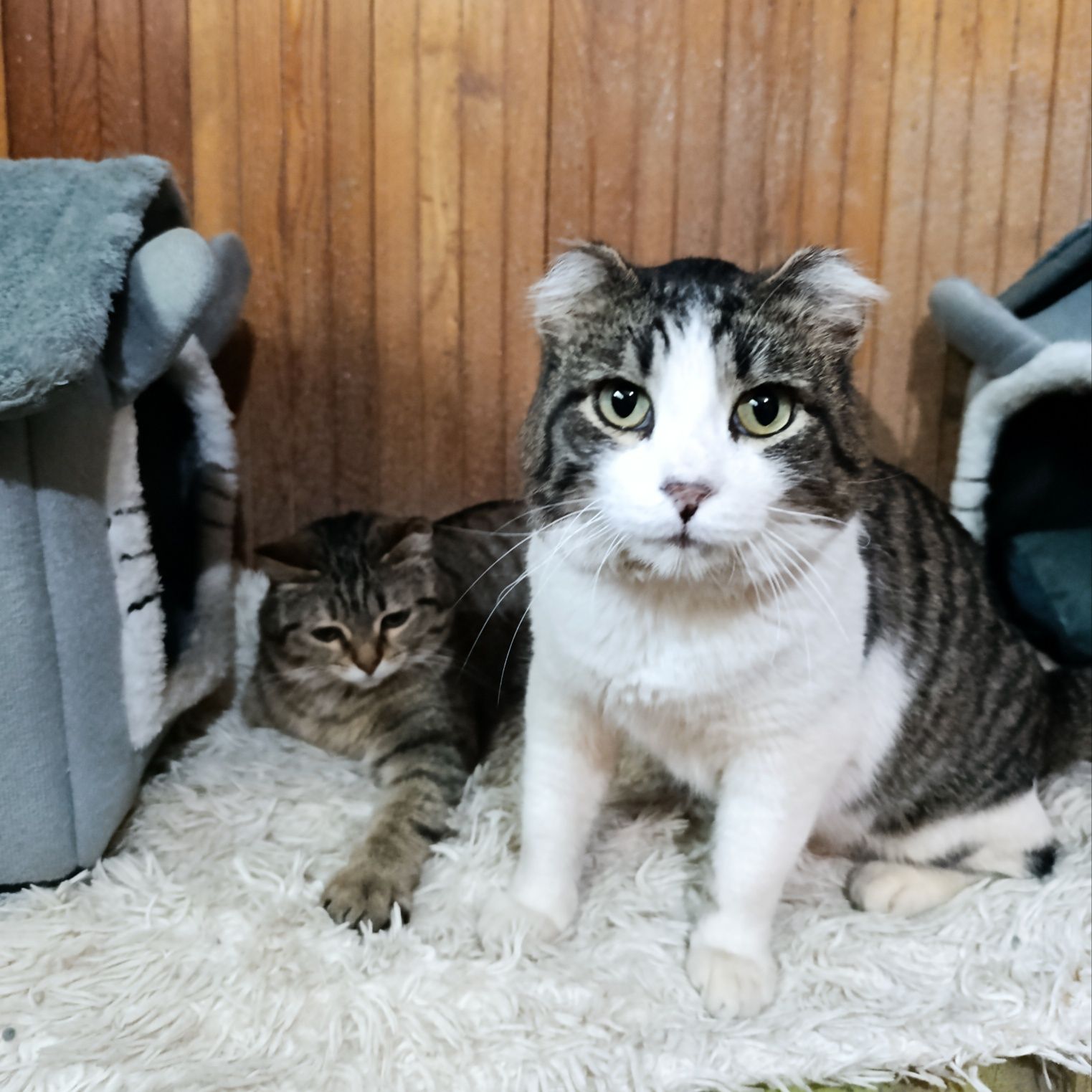 Кот котенок в добрые руки