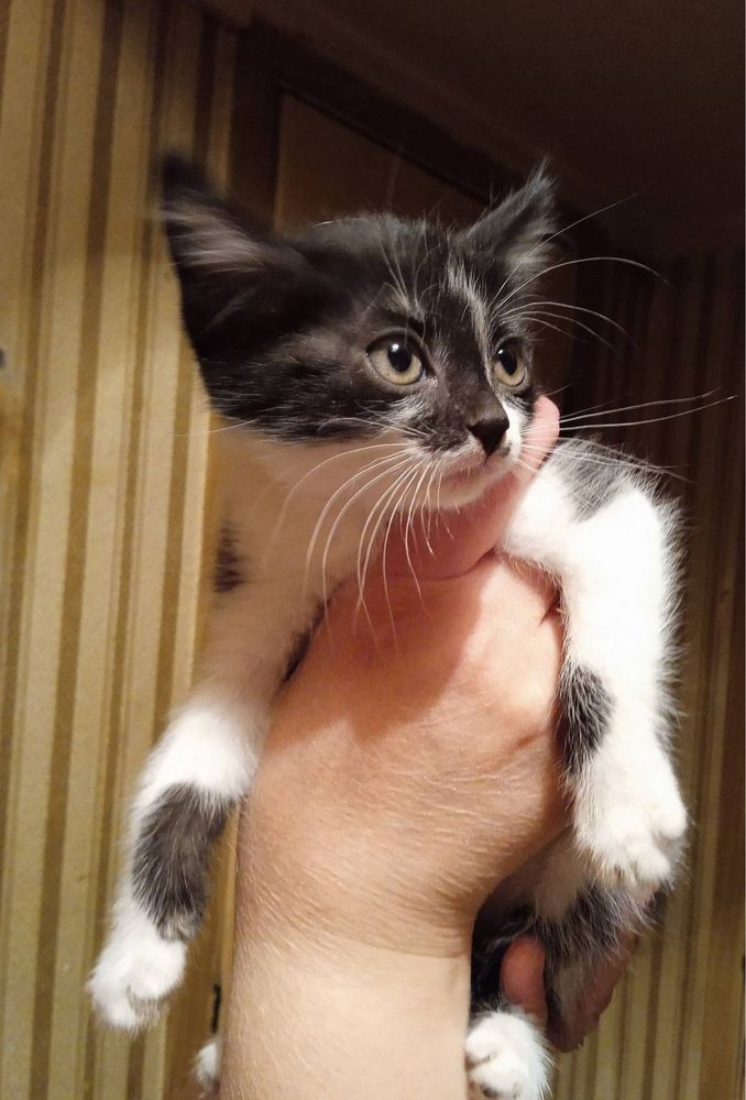 Котёнок девочка.
