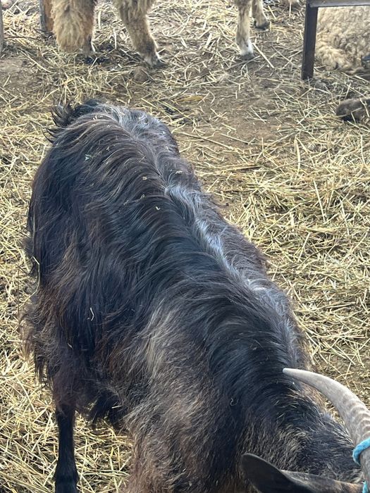 Vând capră cu iadă