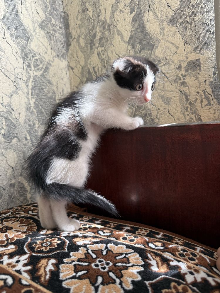 Отдадим котят бесплатно
