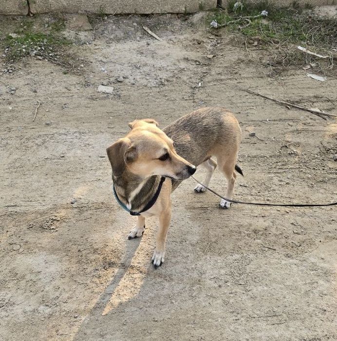 Такса отдадим только в хорошие руки