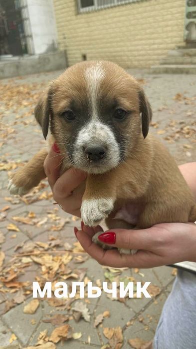 Пристраиваются щенки