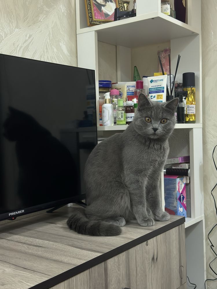 Кошки mushuk o’g’il bollla