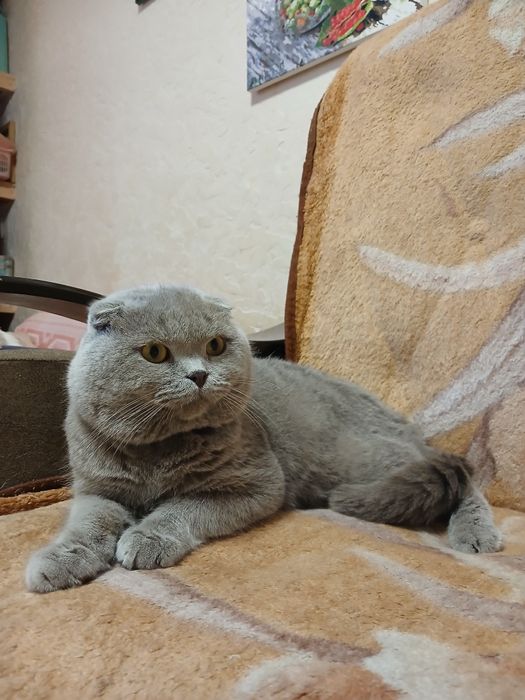 Выставляется котик на вязку