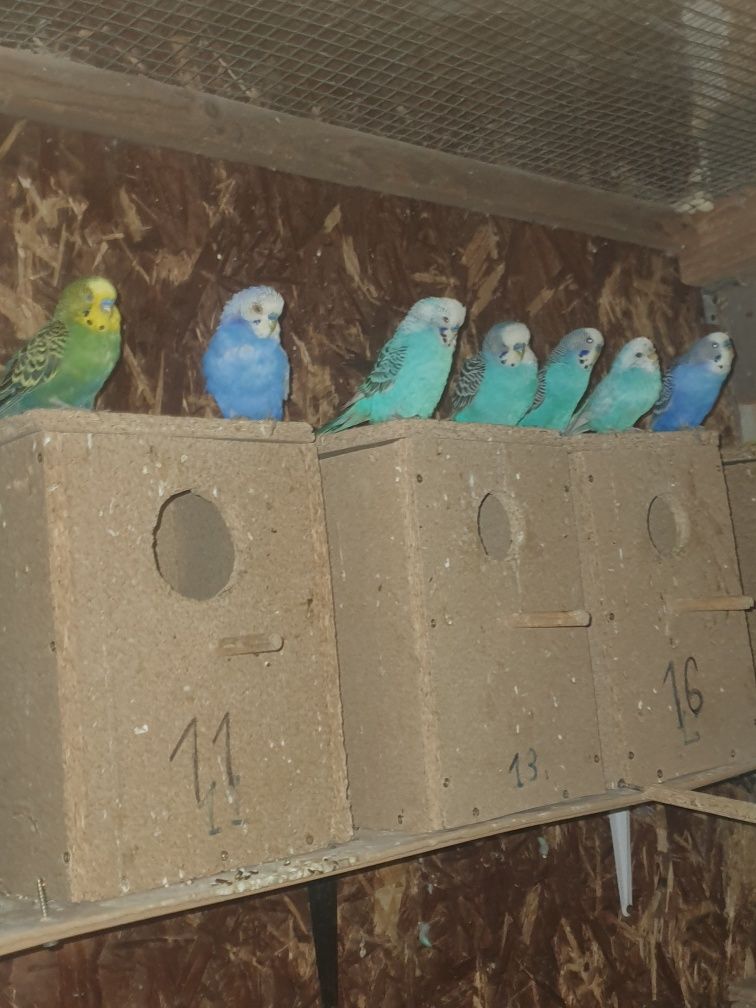 Papagali Perusi pui și maturi
