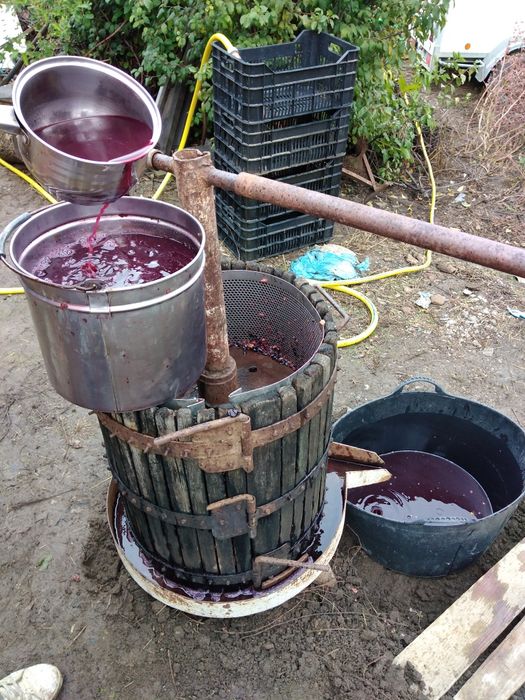 Vind must și struguri