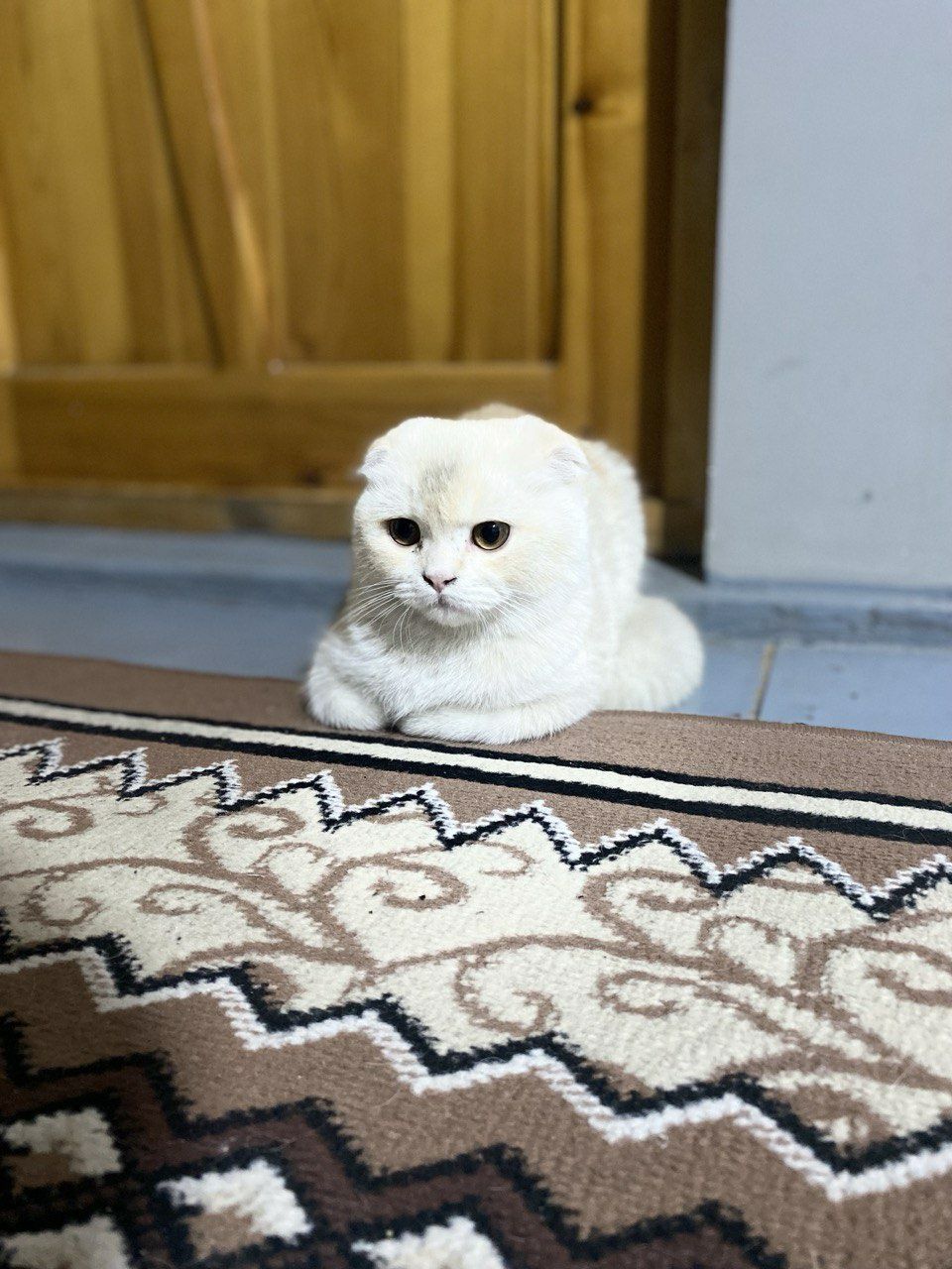 Scotish fold mushuk
