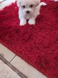 Pui de bichon ,fetiță ,vaccinată