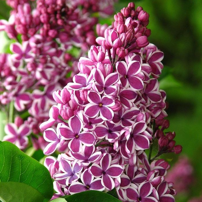 Liliac Intens Parfumat (Toate Culorile Dispinibile )