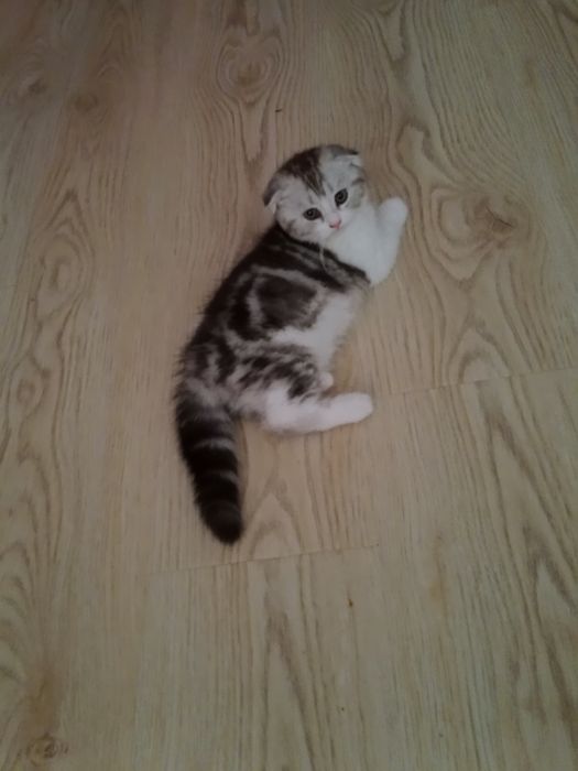 Роскошные котята Скоттиш фолд и Страйт биколор , мрамор.