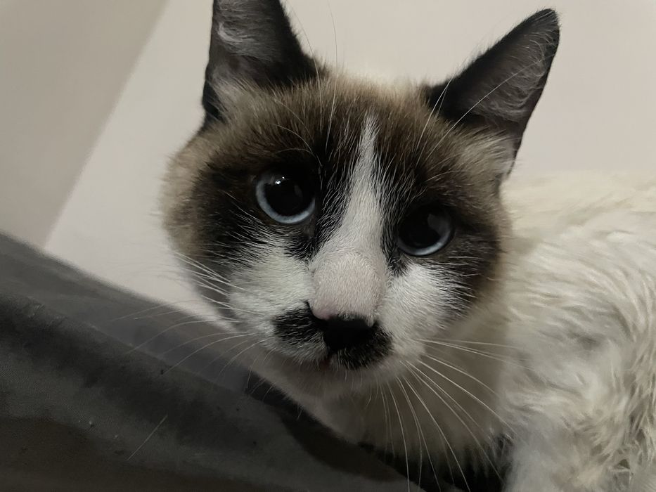 Отдам котенка в хорошие руки