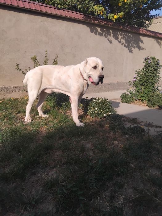 Алабай вязка чистокровный