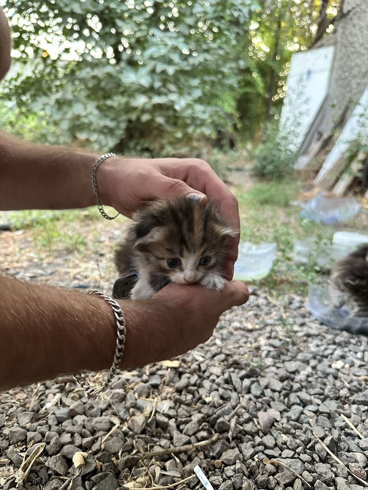 Котенок вислоухий