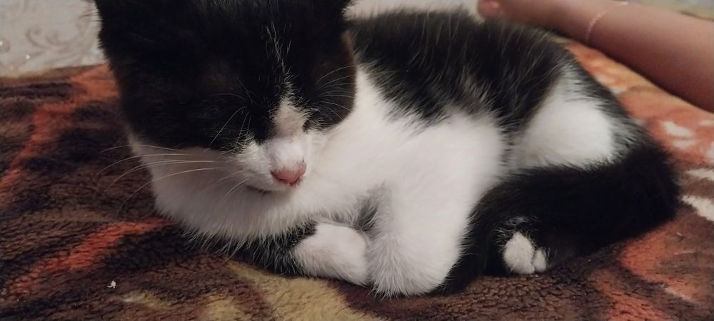 Кошка бесплатно милка