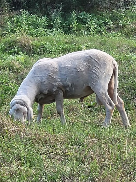 Vând berbec din rasa Bergamasca