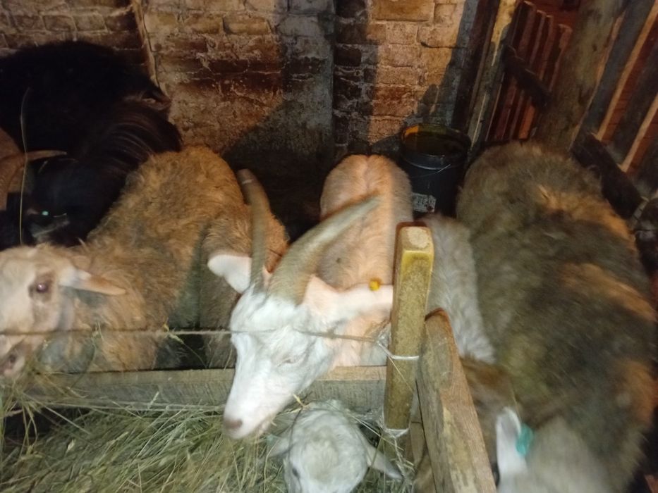 Продаётся козы 7штук